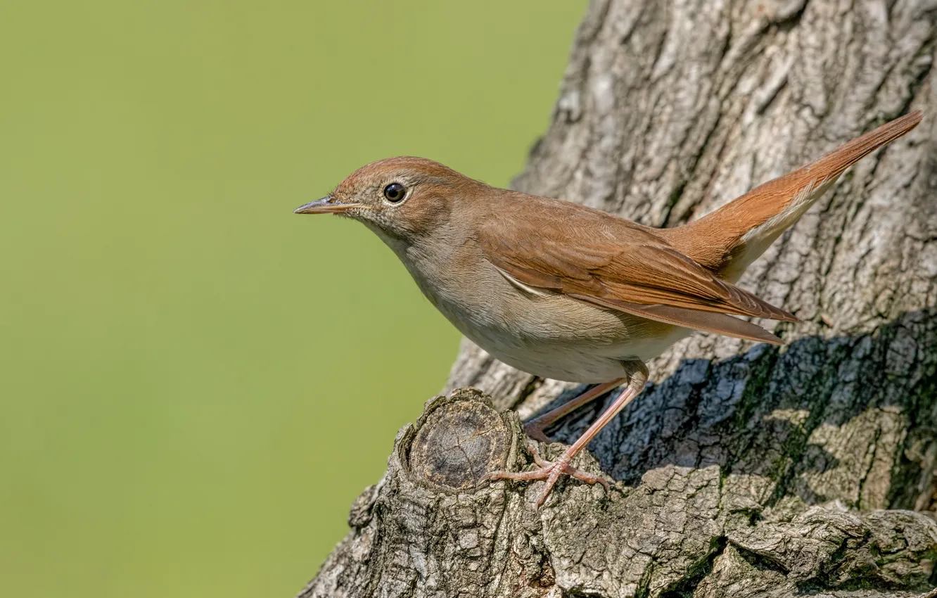 Photo wallpaper tree, bird, Nightingale