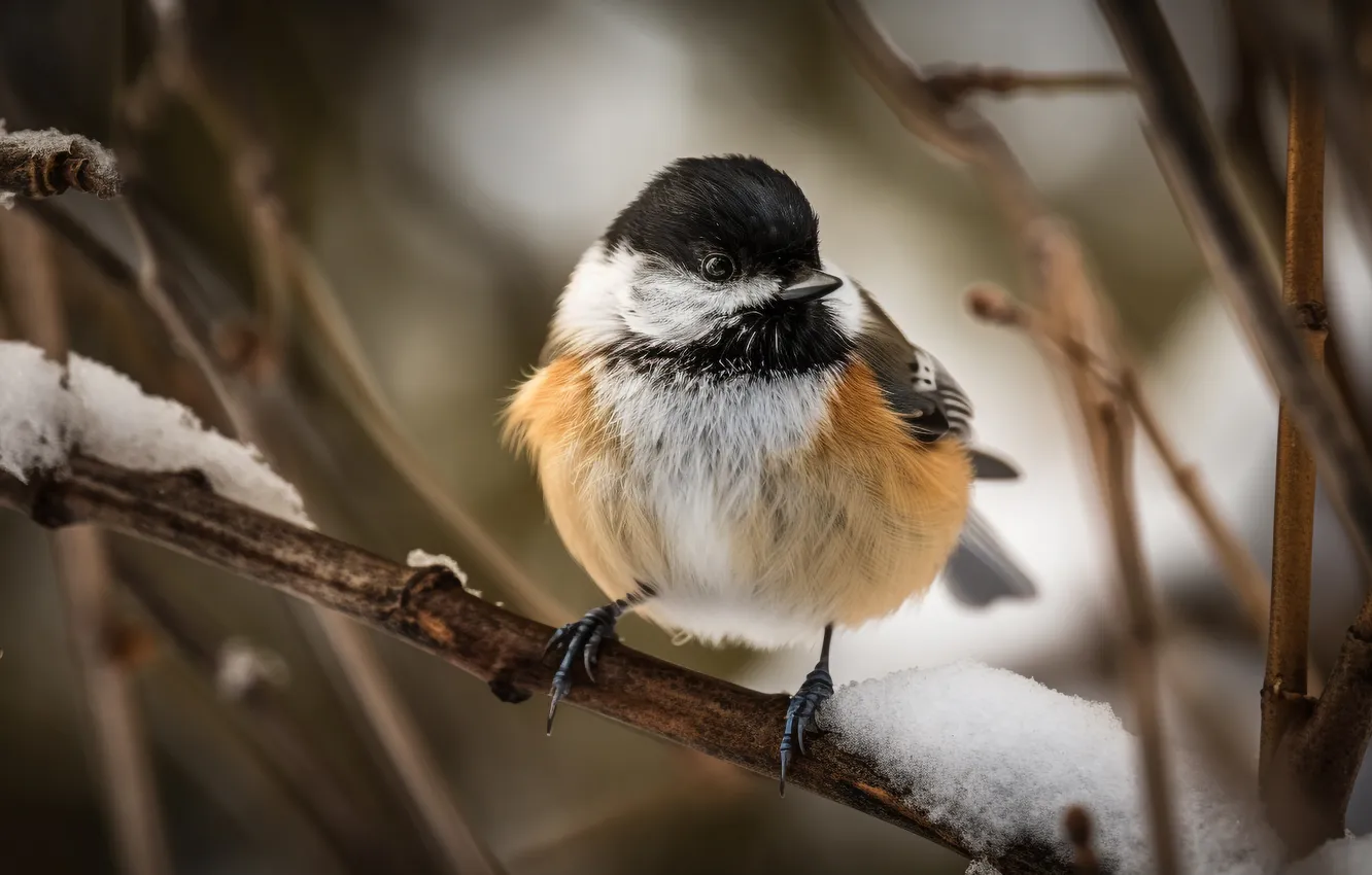 Photo wallpaper great, branch, snowy, perched, tit