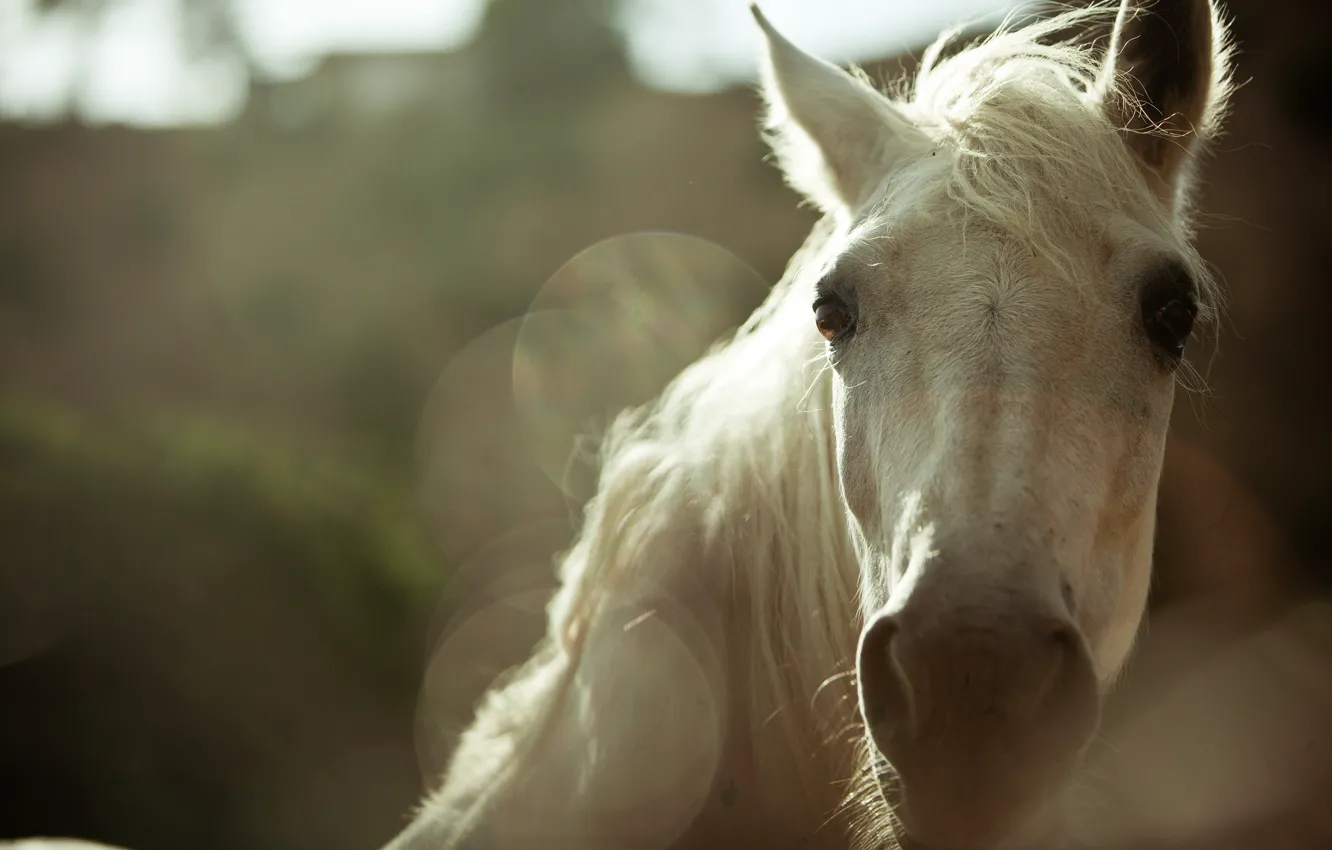 Photo wallpaper face, background, horse, horse, blur, mane