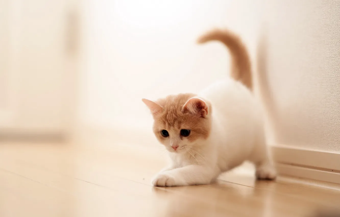 Photo wallpaper cat, house, torode