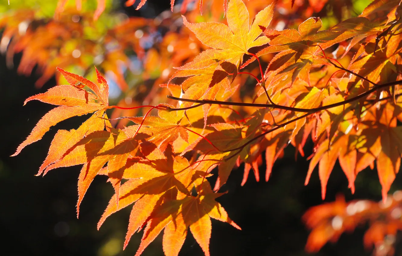 Photo wallpaper autumn, leafs, fall