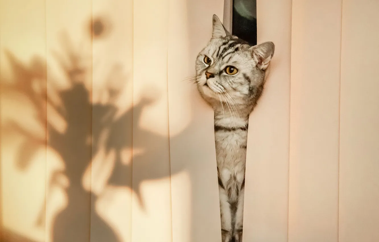 Photo wallpaper cat, shadow, vase, Marina Fadeeva
