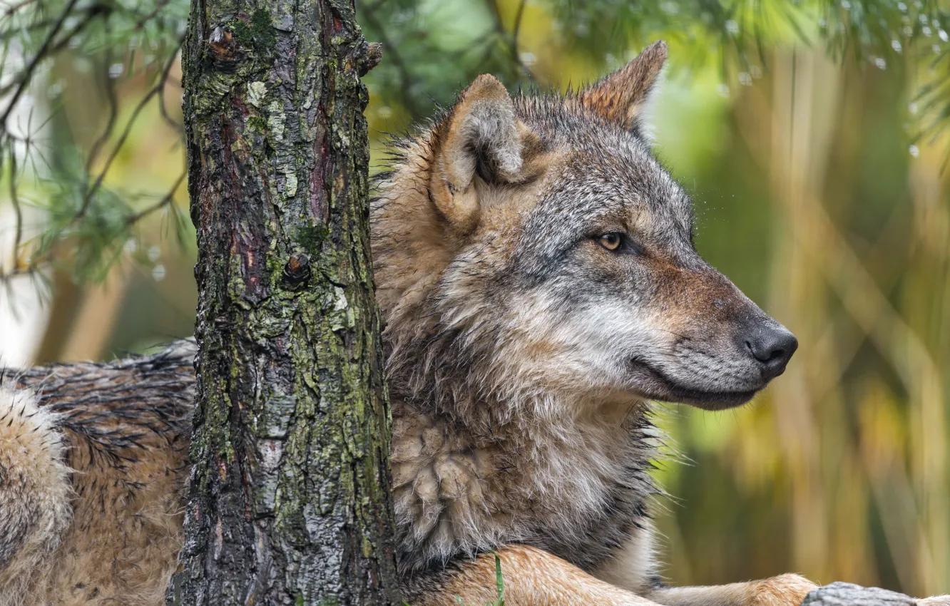 Photo wallpaper Predator, nature, animal, wolf, wildlife, portrait, portrait., Canis lupus. face