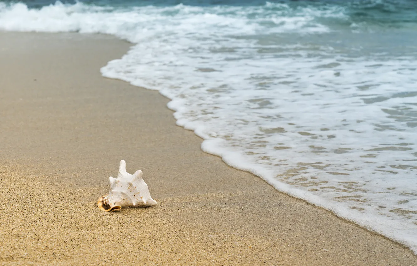 Photo wallpaper sea, beach, landscape, nature, shell