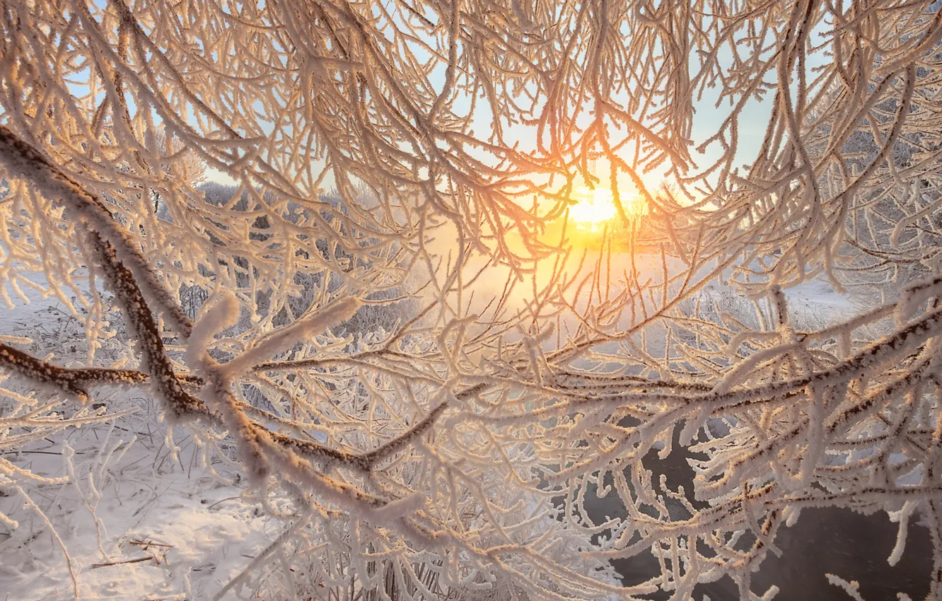 Photo wallpaper winter, frost, snow, trees, branches, nature, the sun's rays, frost