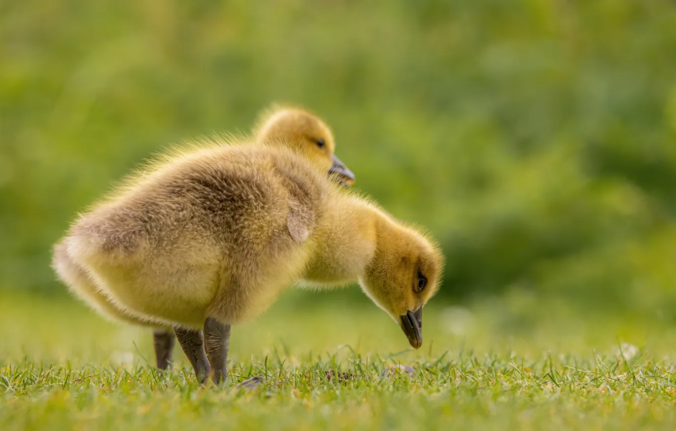 Photo wallpaper grass, Chicks, geese, blurred background
