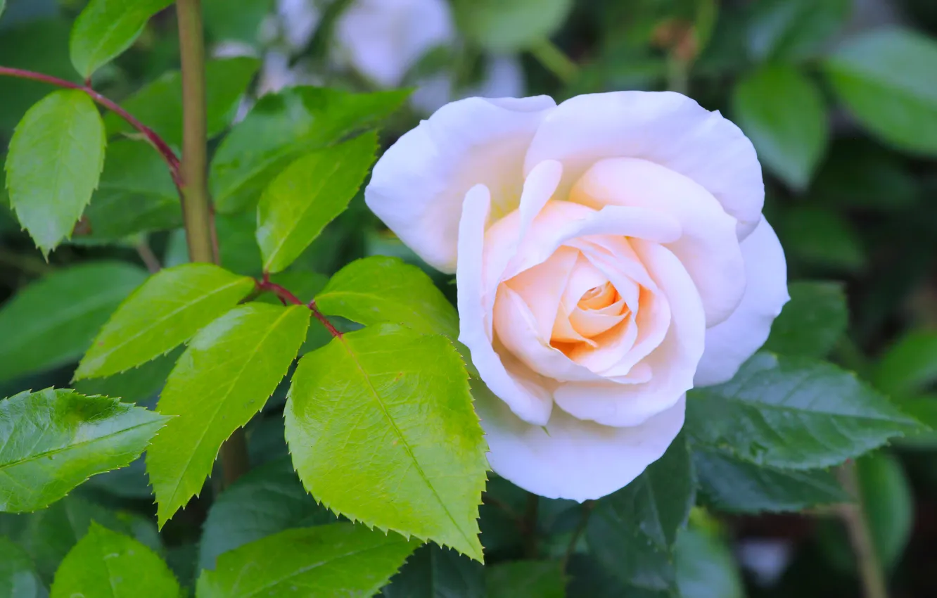 Photo wallpaper rose, flower, blooming