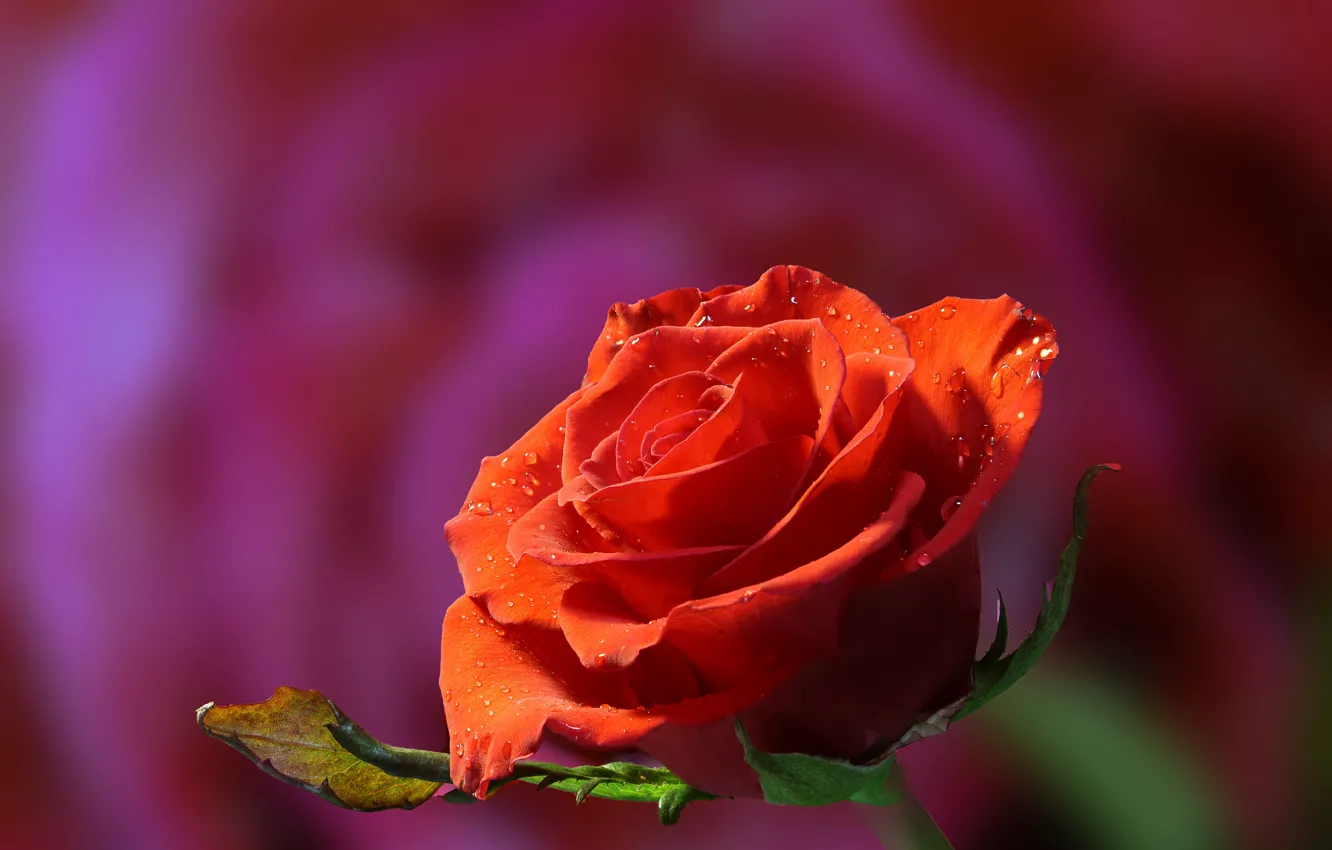 Photo wallpaper flower, drops, rose, orange, Bud, red, pink background, bokeh