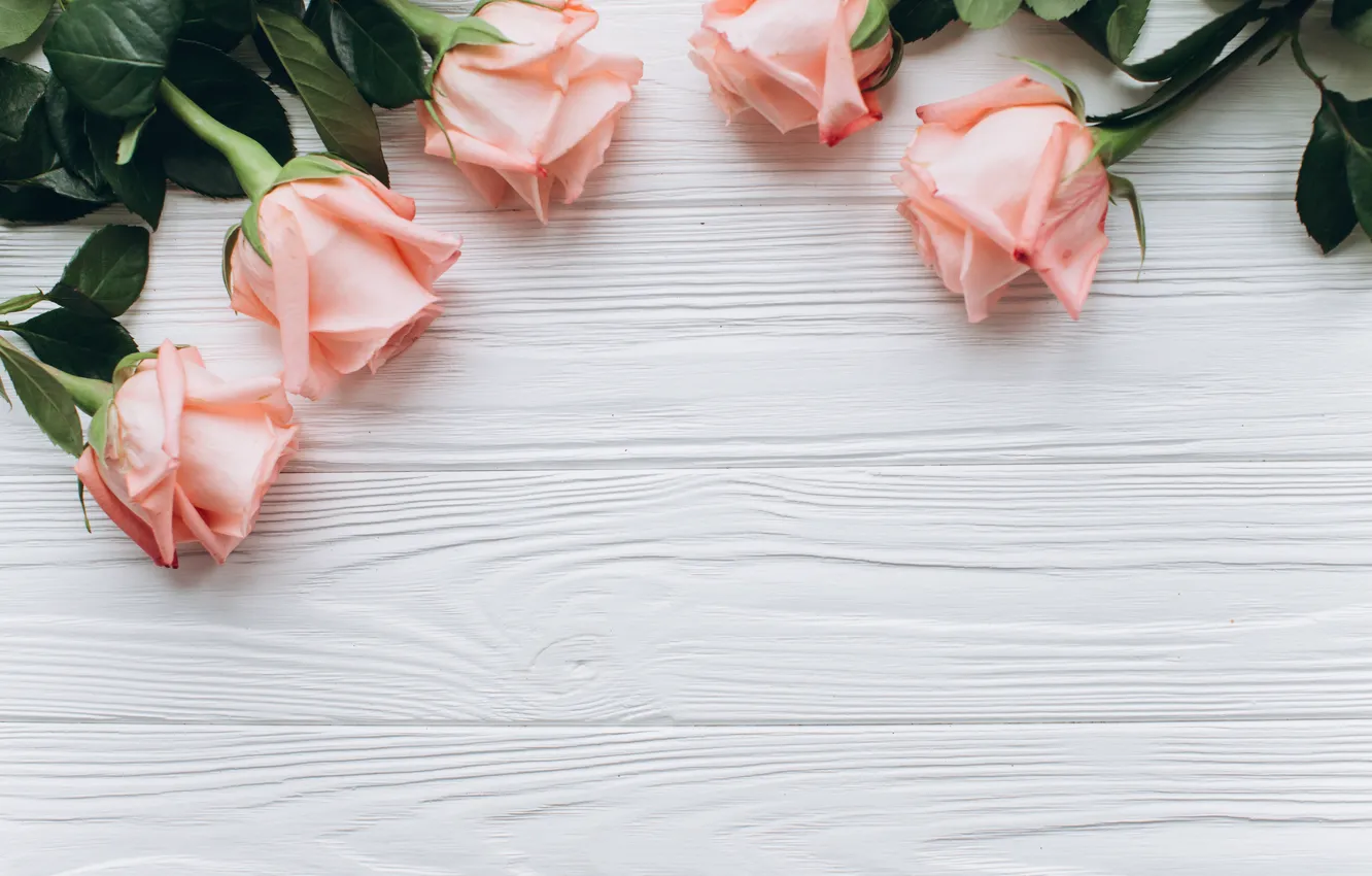 Photo wallpaper flowers, background, roses, buds