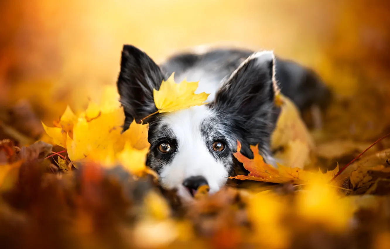 Photo wallpaper autumn, look, yellow, nature, Park, background, leaf, portrait