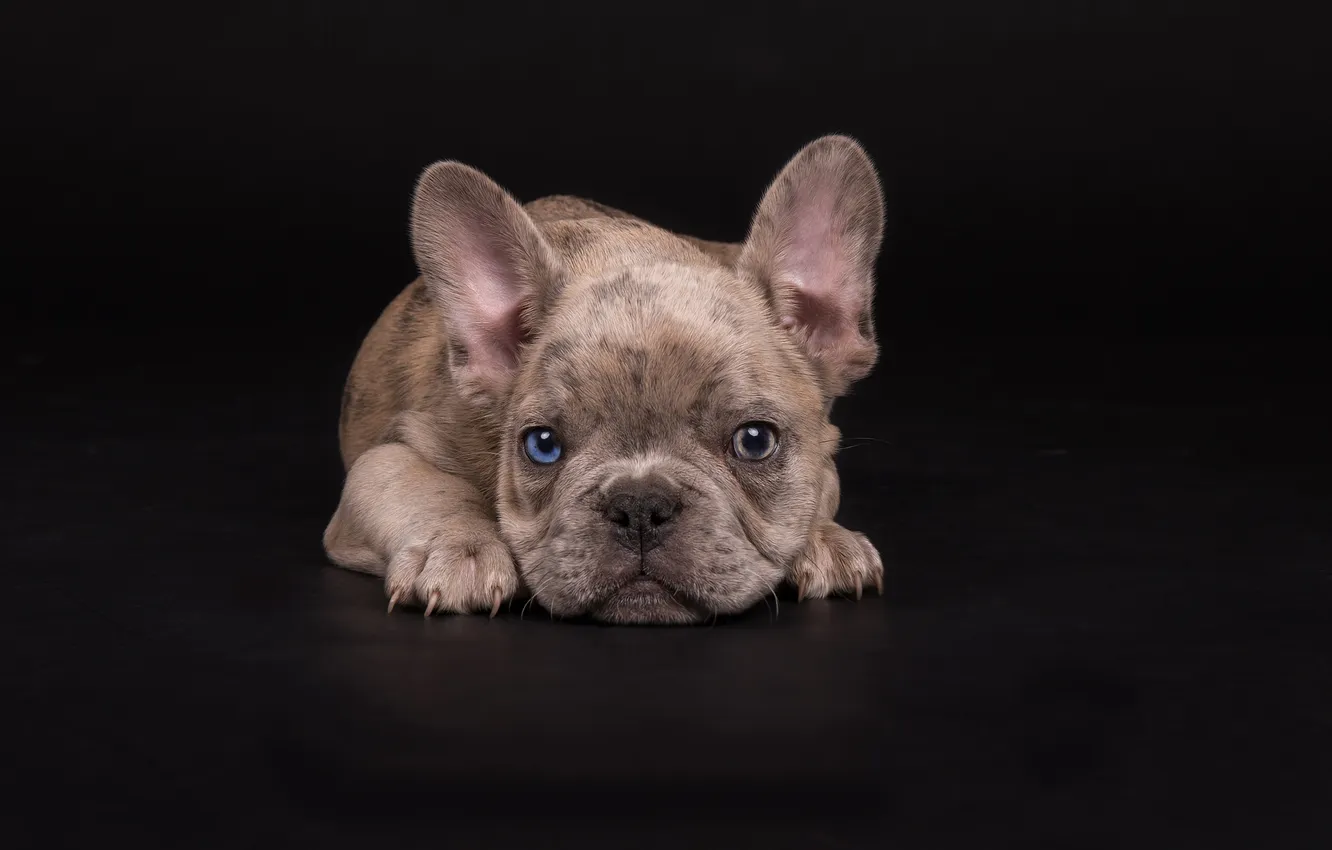 Photo wallpaper look, pose, legs, dog, puppy, lies, black background, face