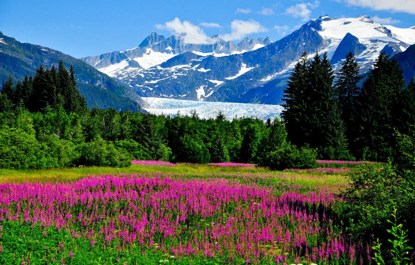 Photo wallpaper greens, grass, trees, flowers, mountains, rocks, valley, glacier