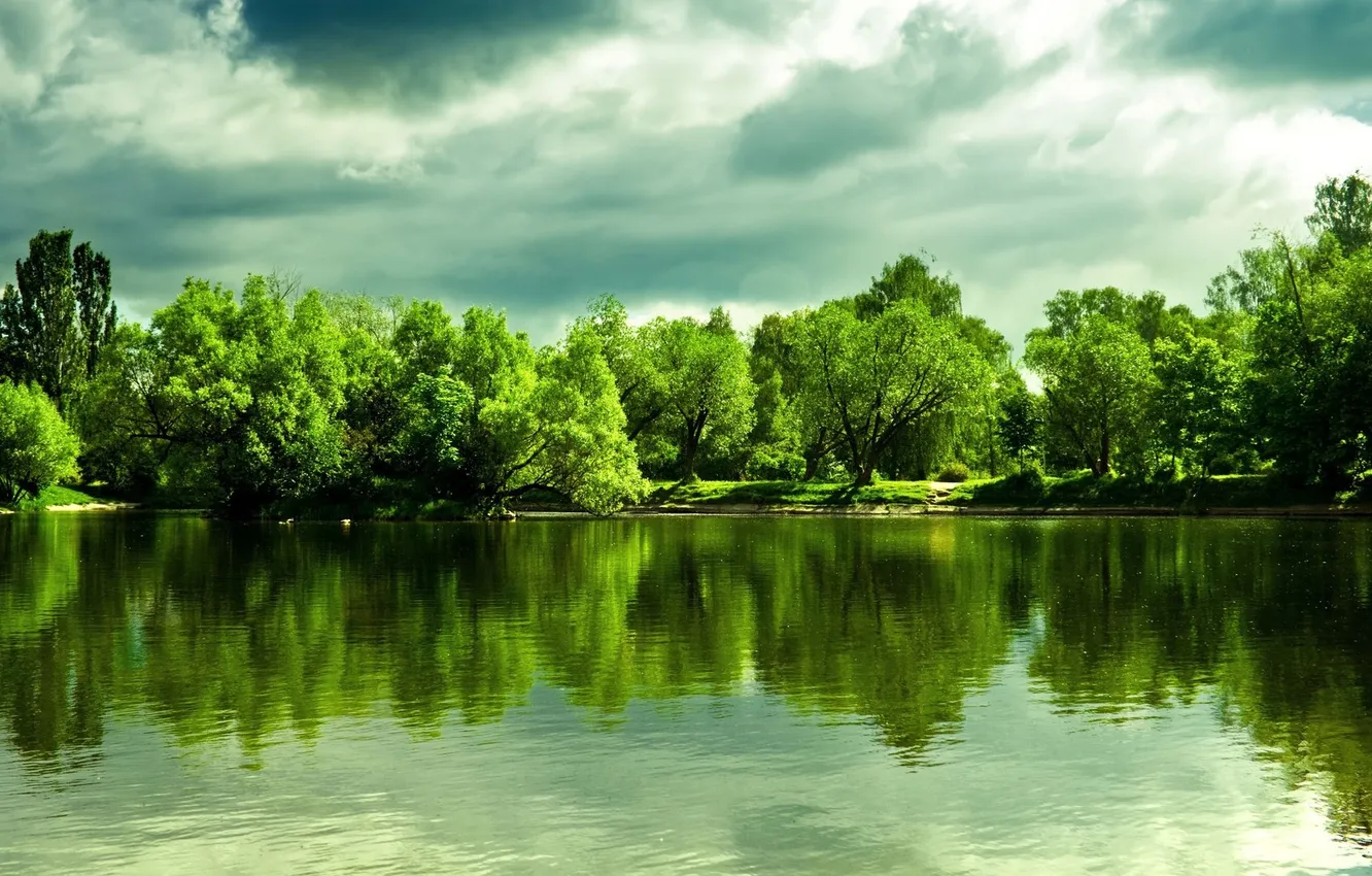 Photo wallpaper forest, landscape, sunlight