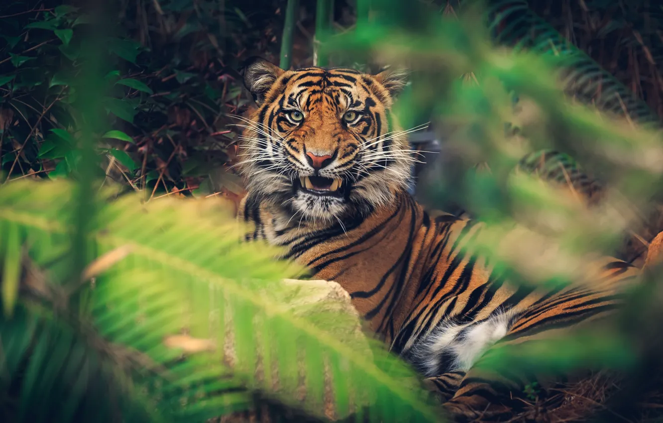 Photo wallpaper face, leaves, tiger, jungle, mouth, grin, lies, fern