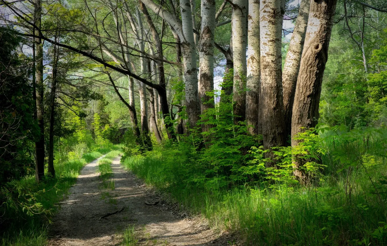 Photo wallpaper road, forest, trees, poplar