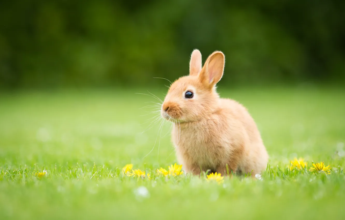 Photo wallpaper grass, yellow, glade, rabbit, baby, red, flowers, Bunny