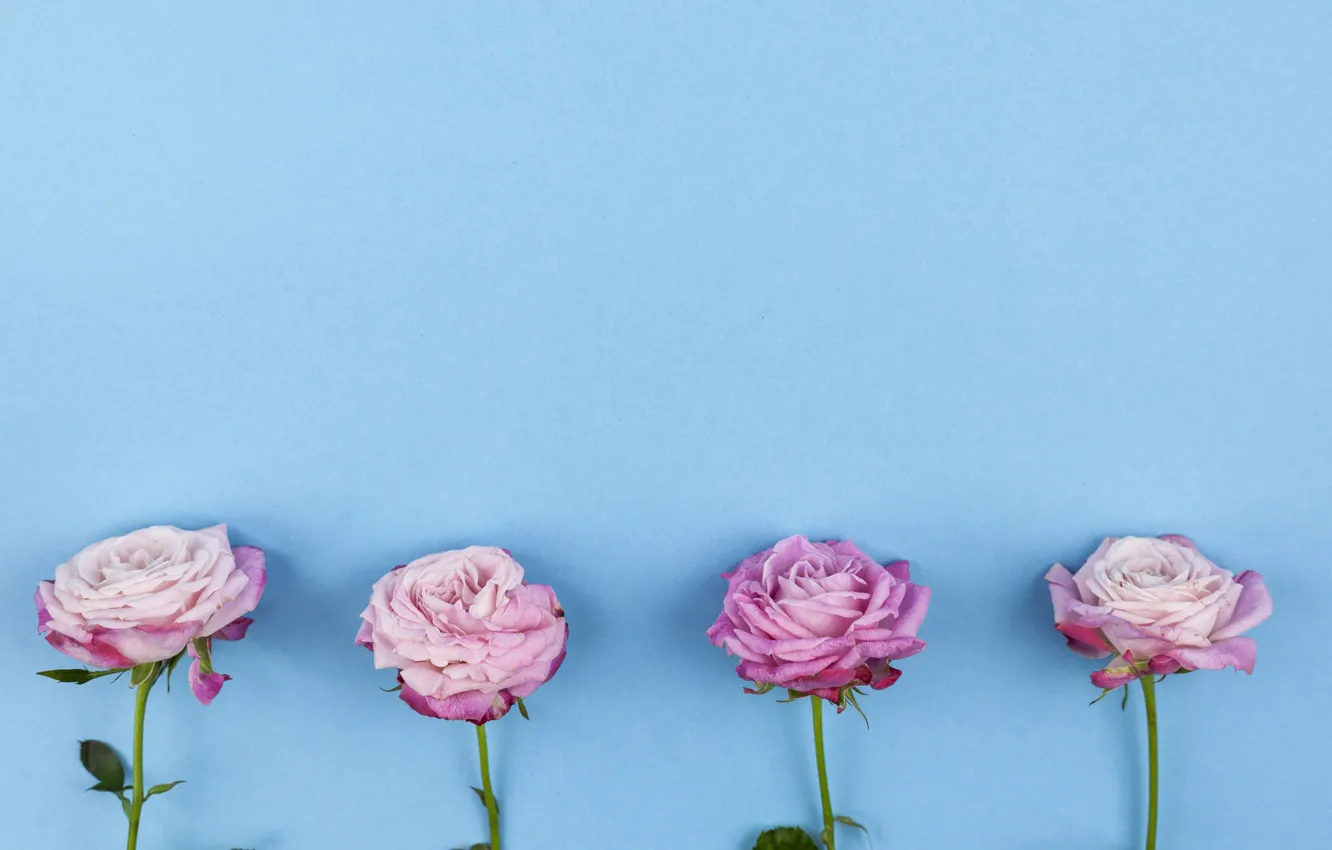 Photo wallpaper flowers, roses, pink, pink, flowers, beautiful, blue background, roses