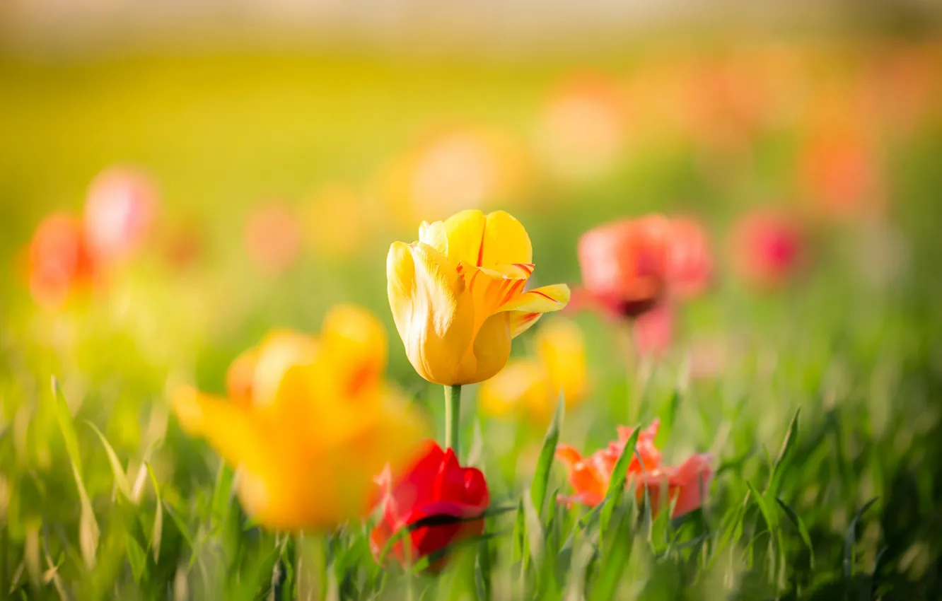 Photo wallpaper leaves, flowers, spring, yellow, Tulips, red, buds, bokeh
