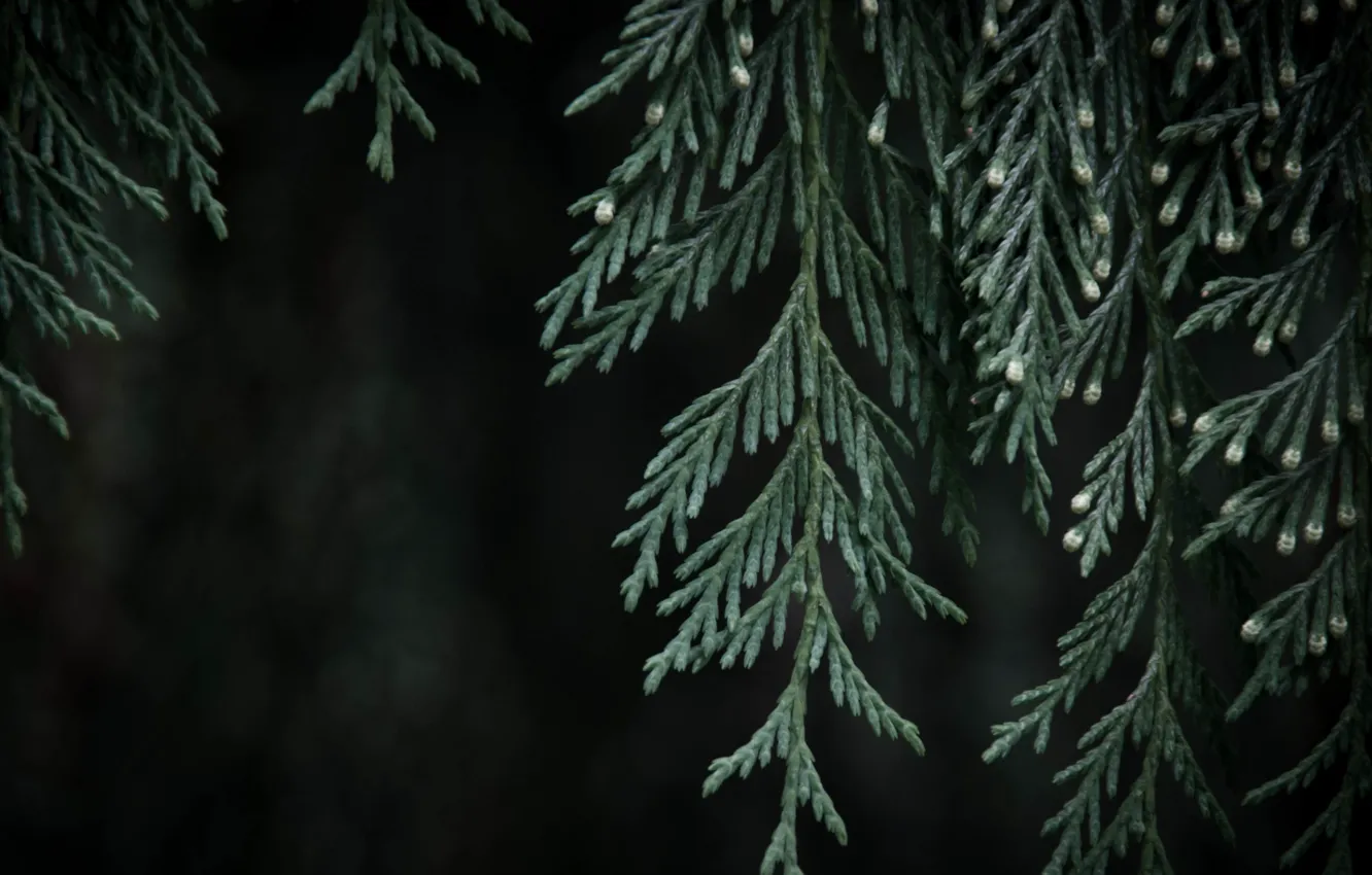 Photo wallpaper branches, kidney, bokeh