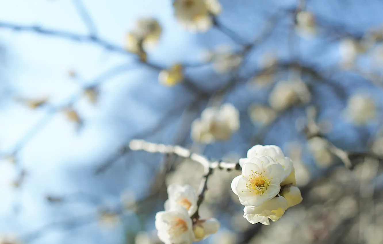 Photo wallpaper flowers, branch, stem, buds, white flowers