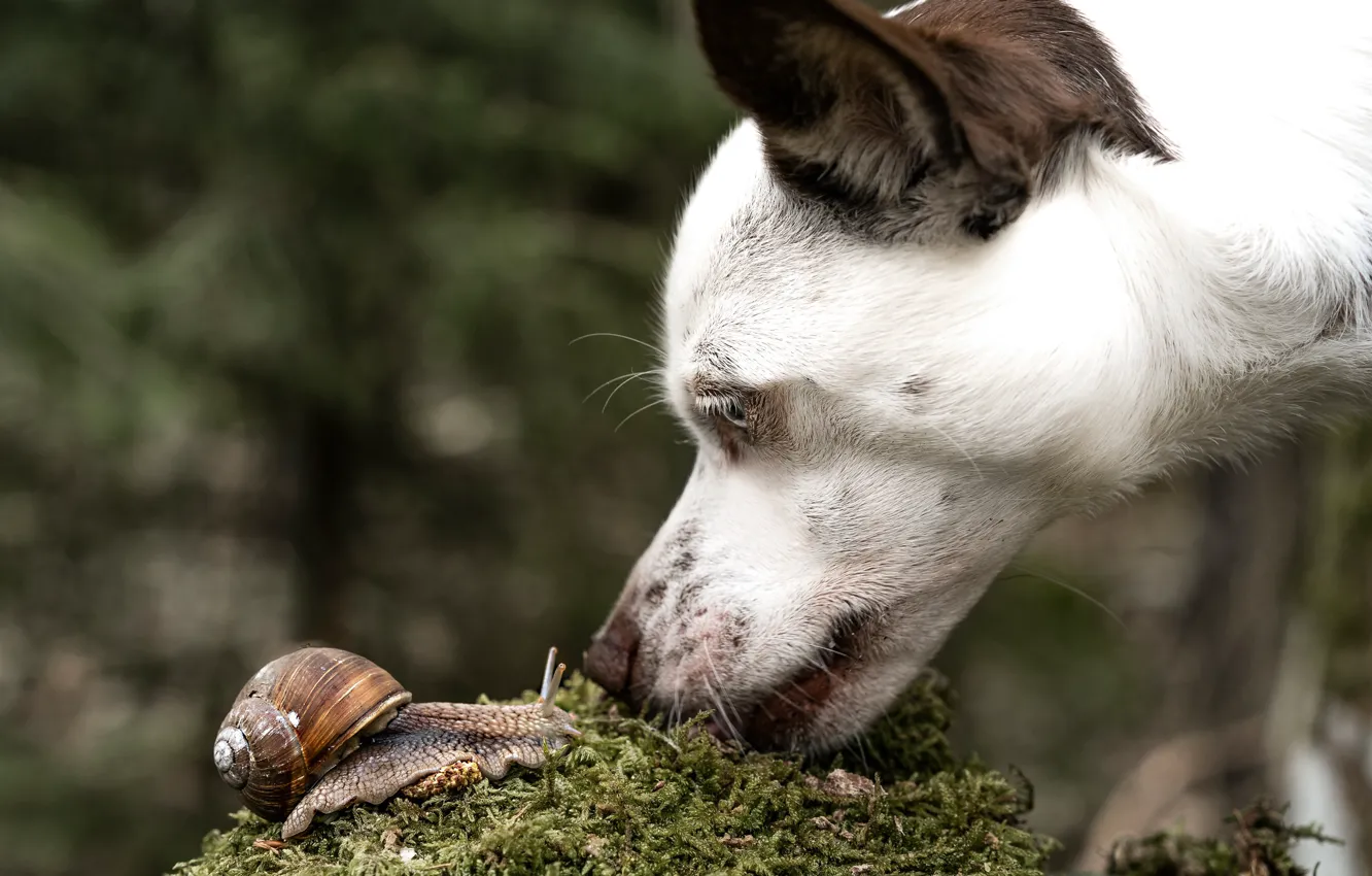 Photo wallpaper face, nature, animal, moss, snail, dog, profile, dog