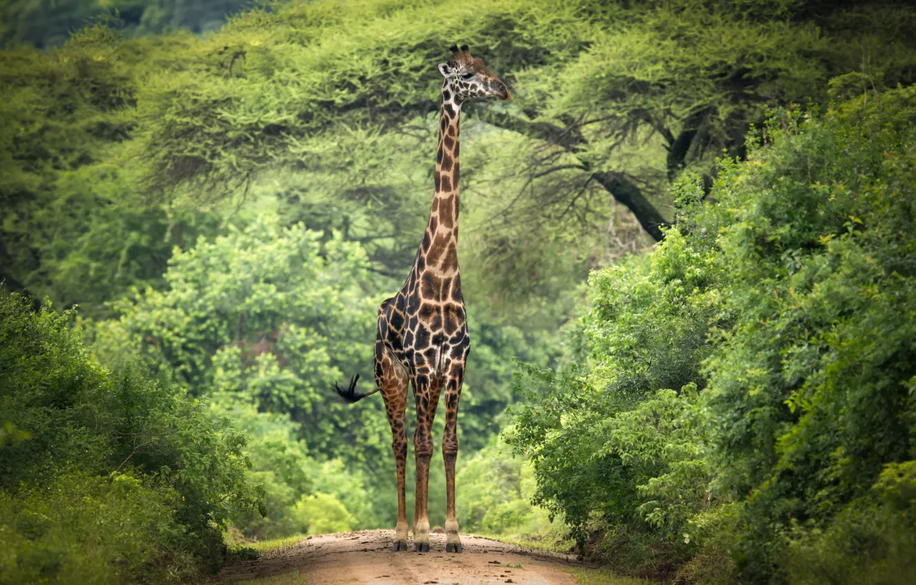 Photo wallpaper trees, branches, giraffe, Africa