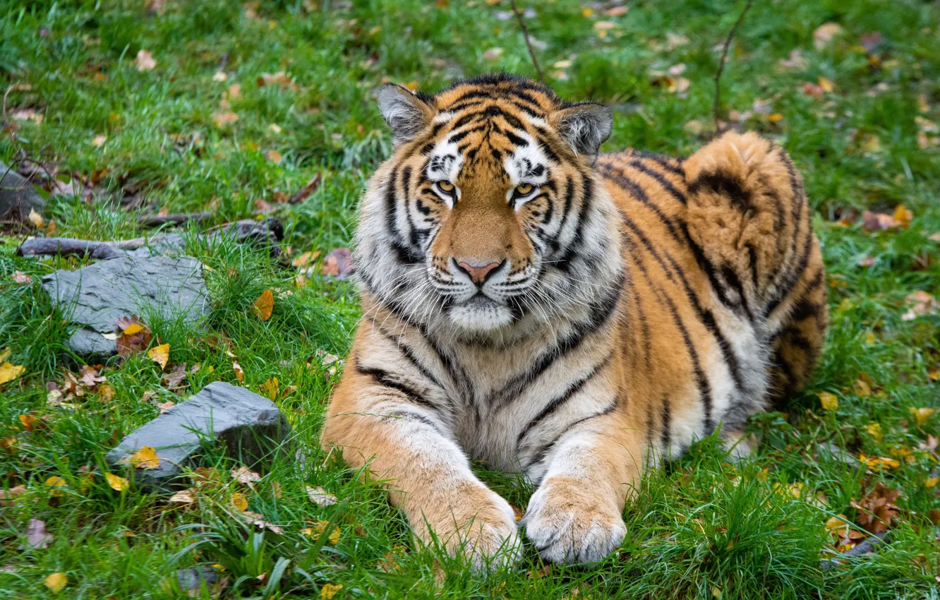 Photo wallpaper cat, predator, The Amur tiger