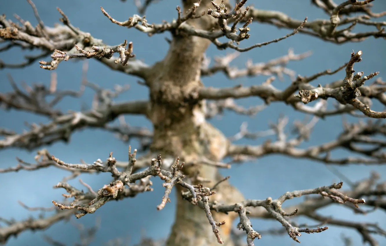 Photo wallpaper macro, nature, tree