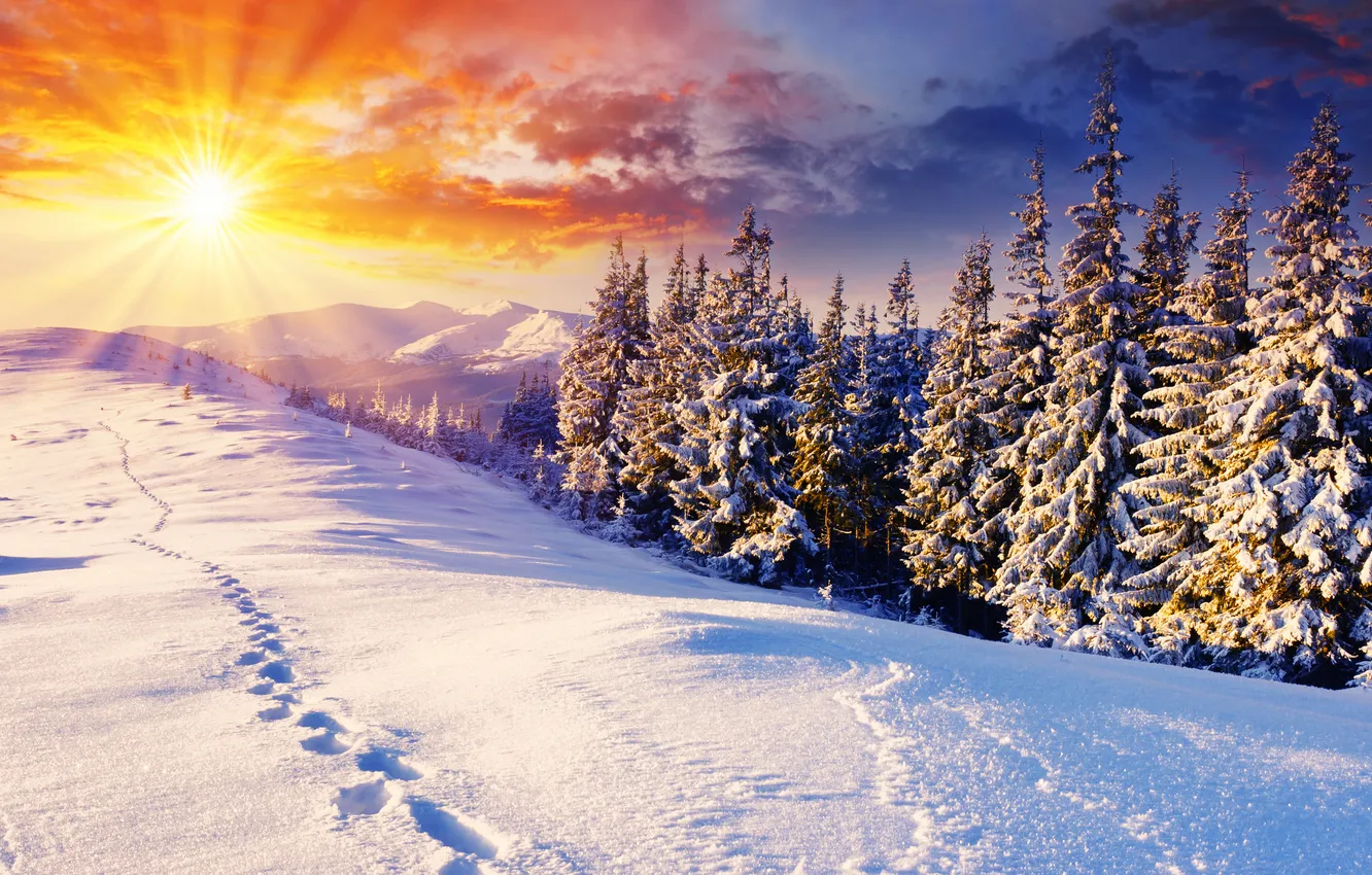 Photo wallpaper winter, the sun, snow, trees, traces, nature, tree, landscapes