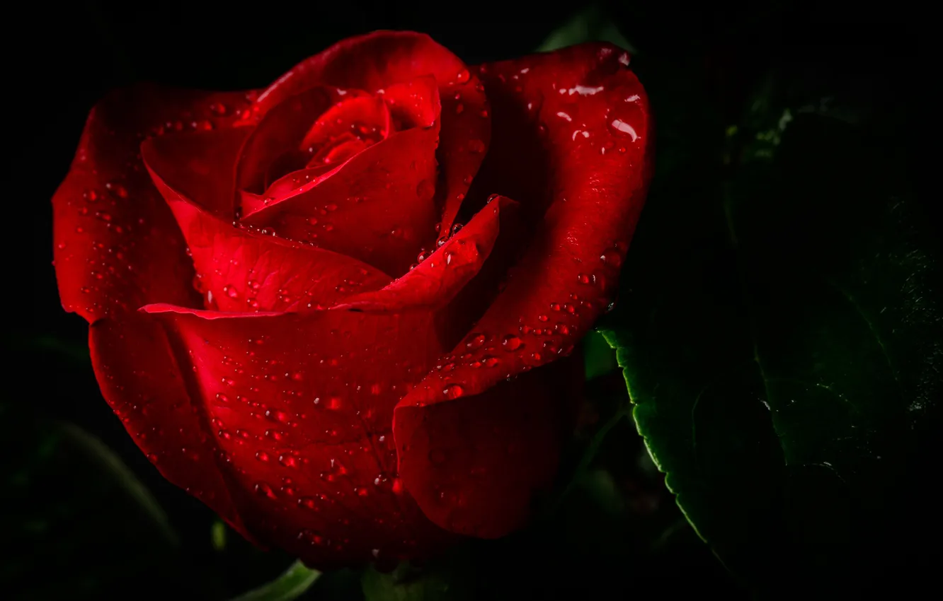 Photo wallpaper leaves, drops, flowers, red, Rosa, roses