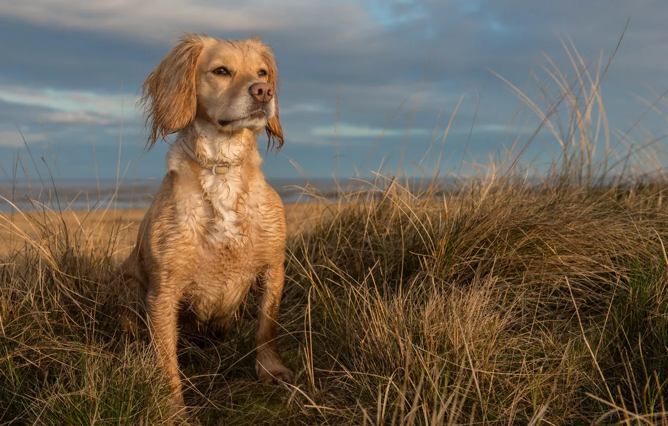 Photo wallpaper look, each, dog