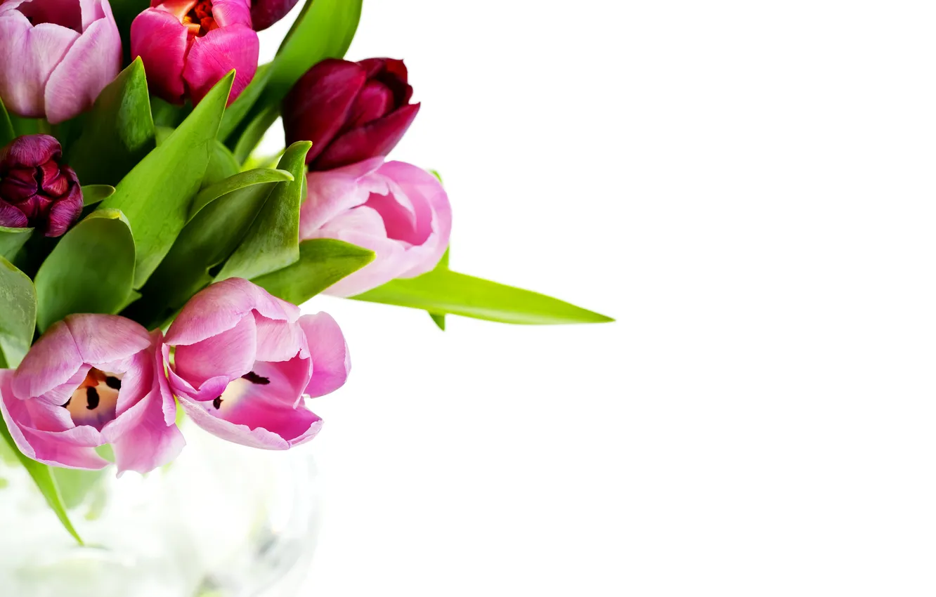 Photo wallpaper flowers, photo, background, tulips, closeup