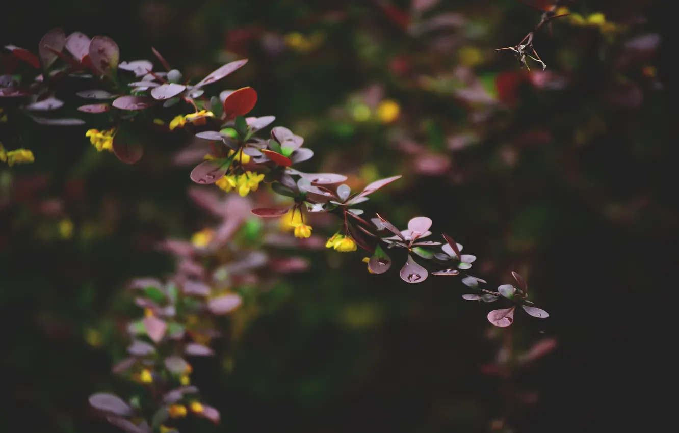 Photo wallpaper leaves, drops, branches, plant