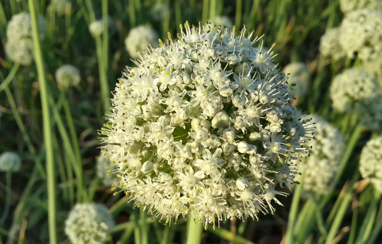 Photo wallpaper flower, beauty, bunch, SUHART