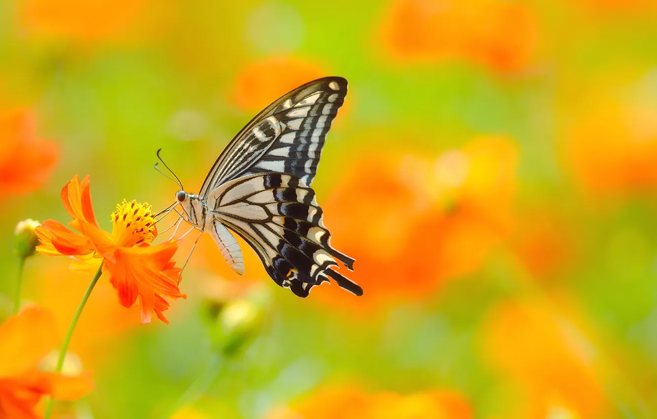 Photo wallpaper butterfly, insect, field of flowers