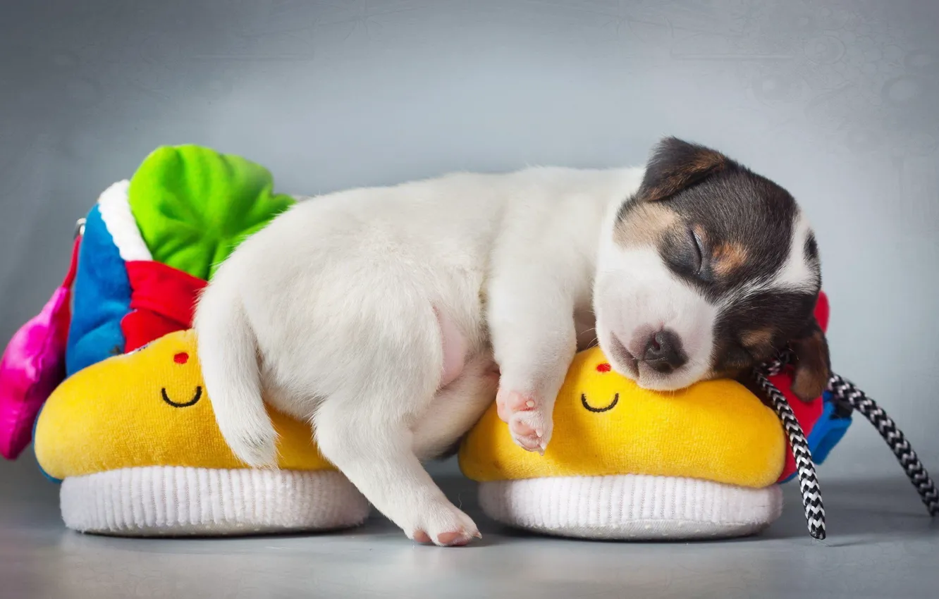 Photo wallpaper Dog, puppy, animal, cute, sleeping, slippers