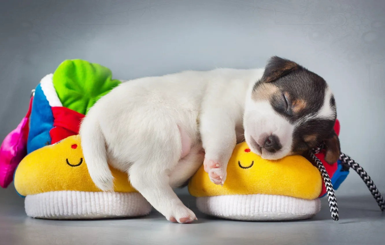 Photo wallpaper puppy, dog, animal, cute, sleeping, slippers
