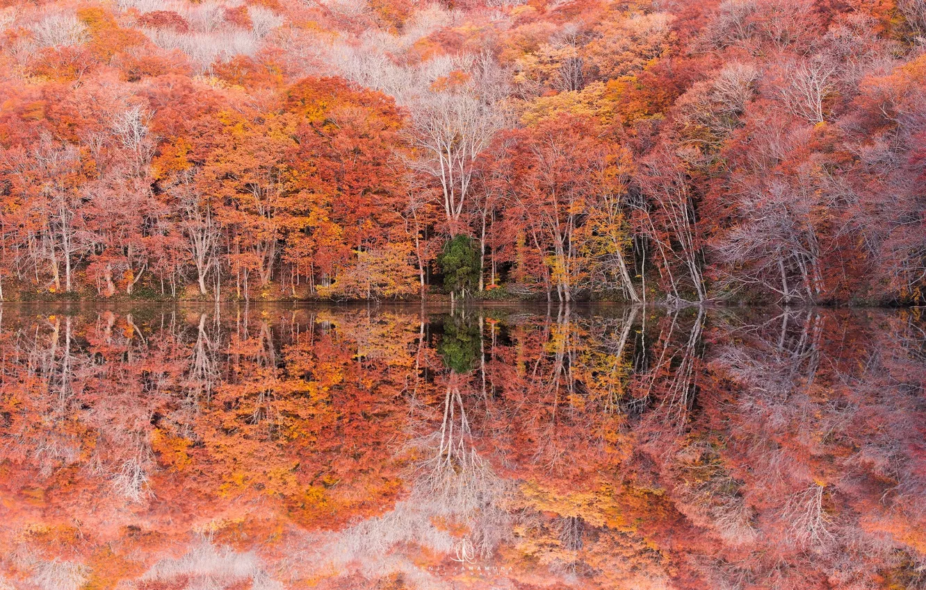 Photo wallpaper autumn, trees, reflection, foliage, photographer, Kenji Yamamura, Lake Tsuta