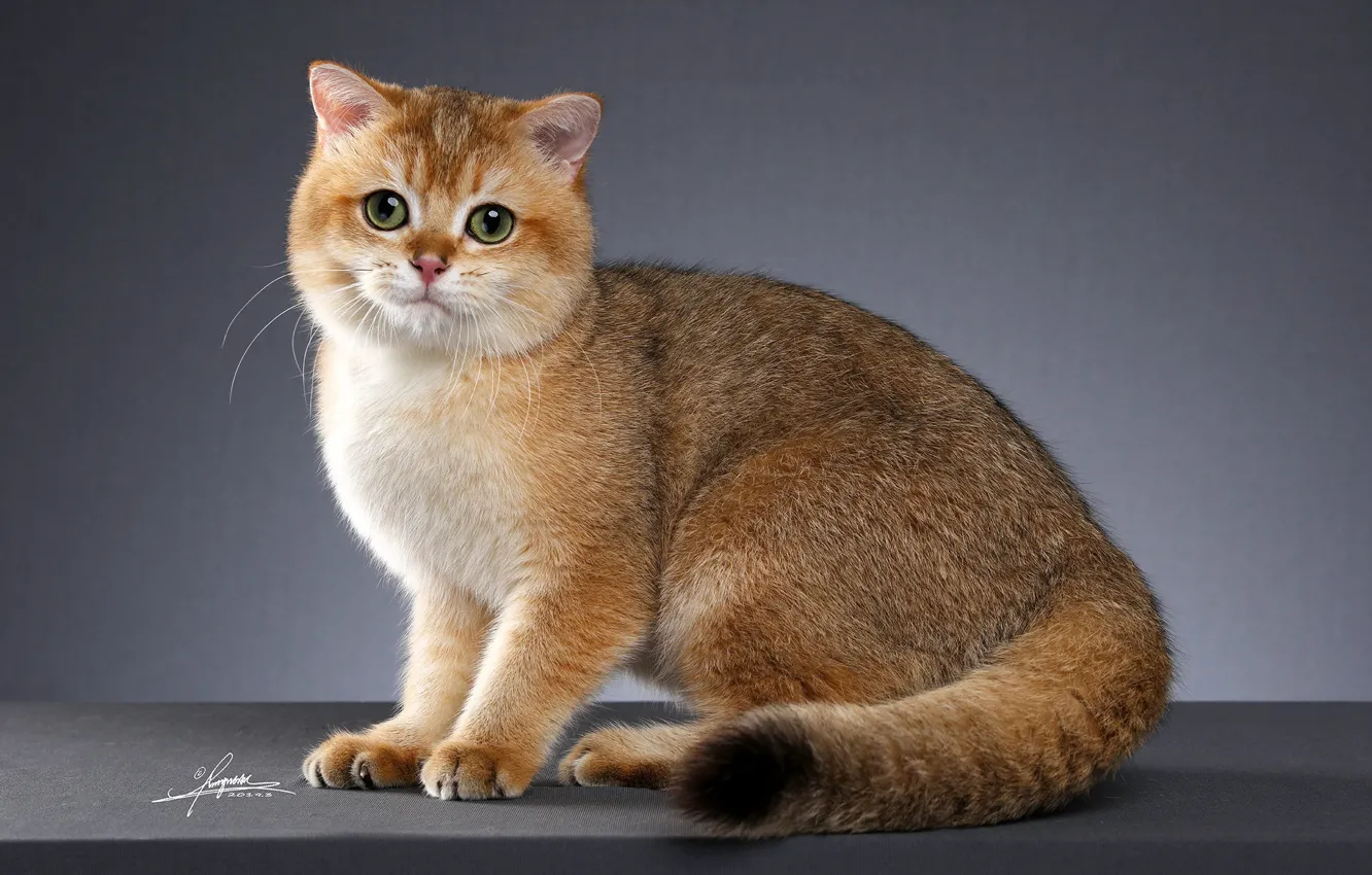 Photo wallpaper cat, look, pose, green eyes
