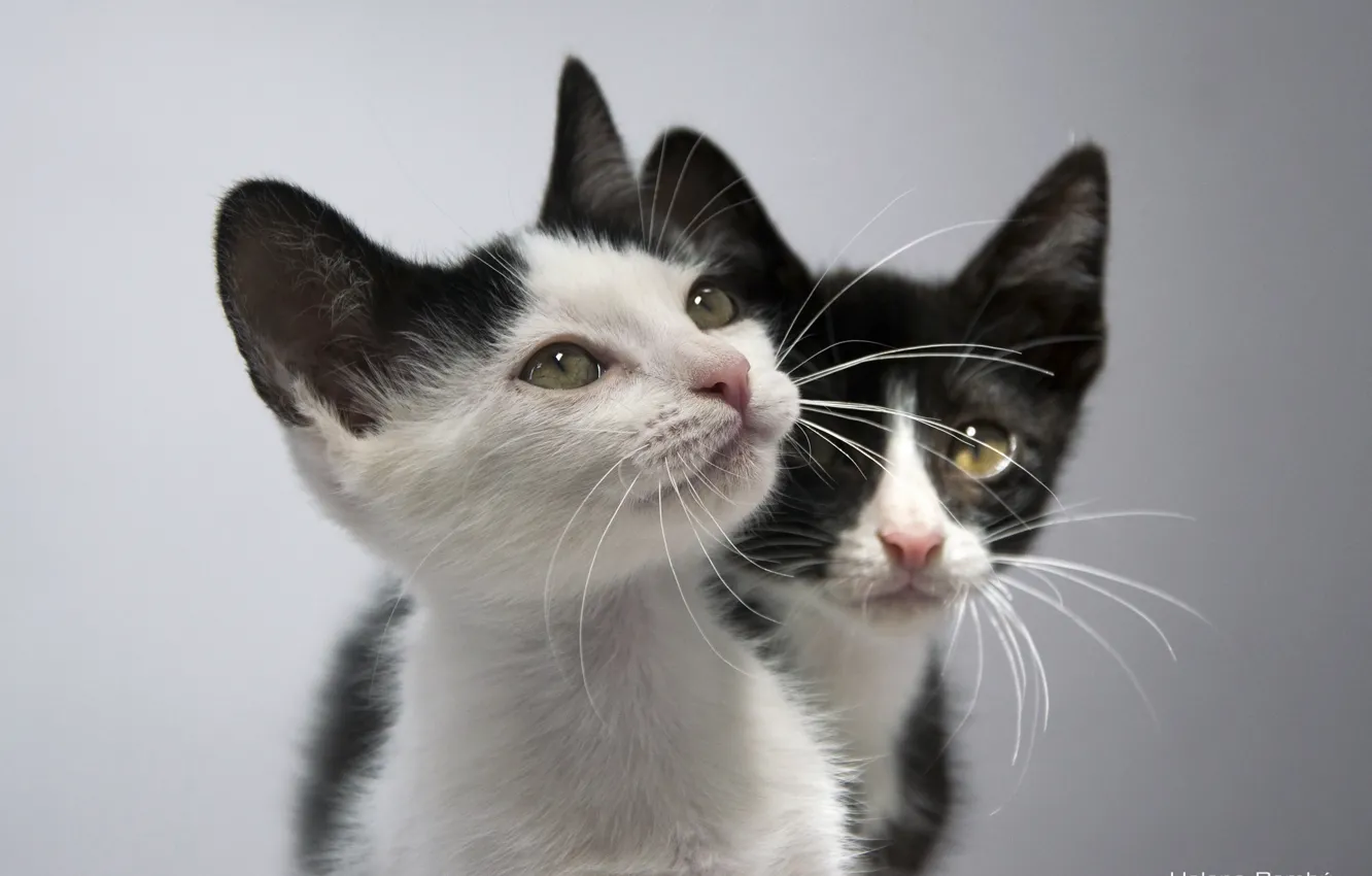 Photo wallpaper baby, kitty, a couple