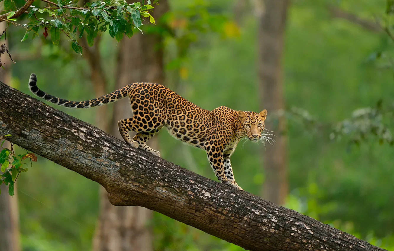 Photo wallpaper trees, leopard, wildlife