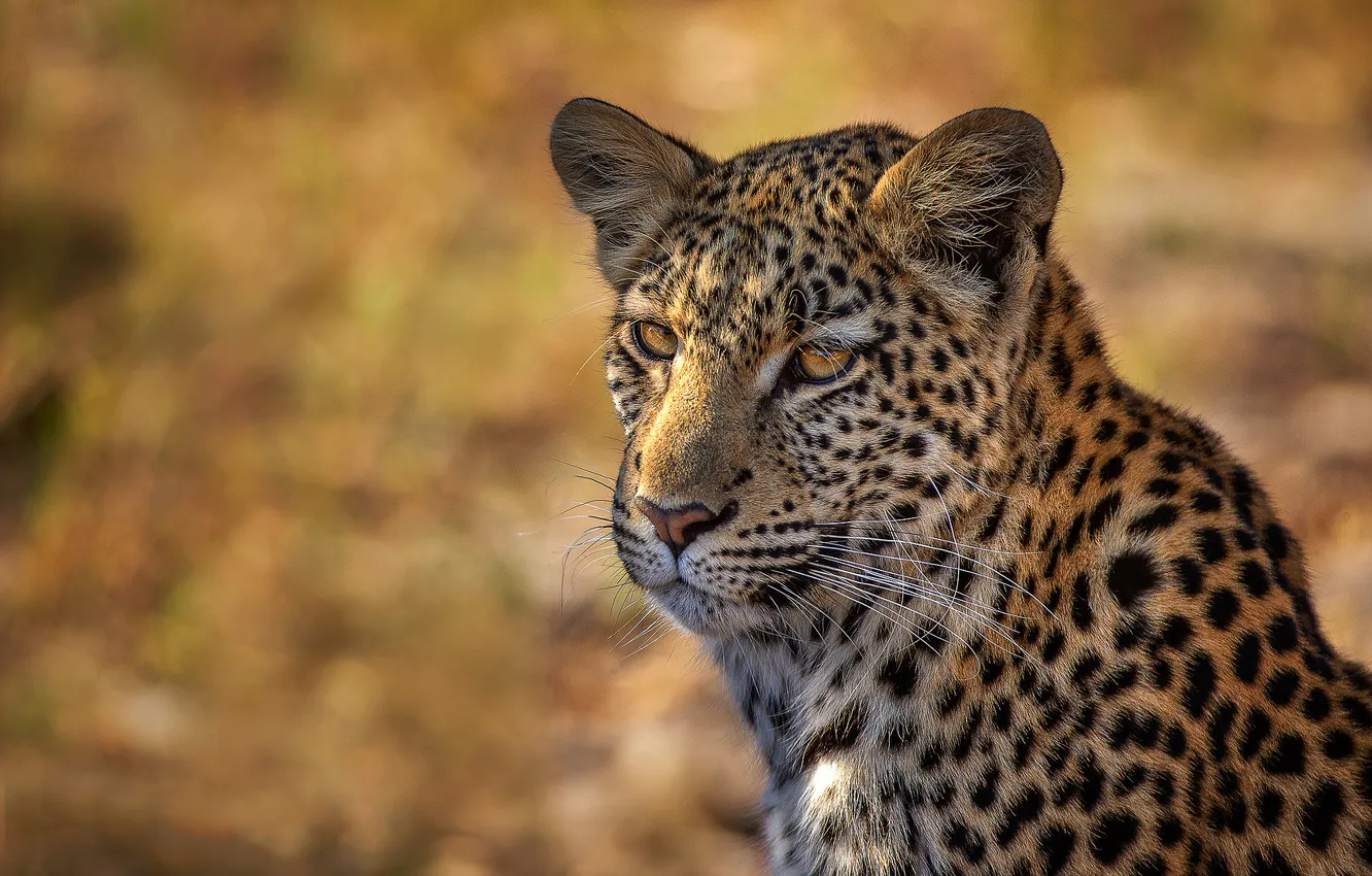 Photo wallpaper look, face, portrait, leopard