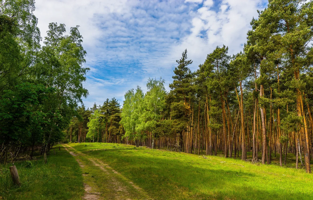 Photo wallpaper road, forest, the sky, clouds, trees, photo