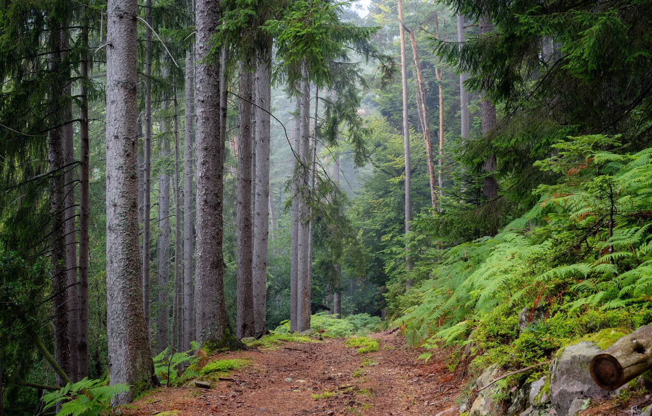 Photo wallpaper forest, trees, nature, France, France