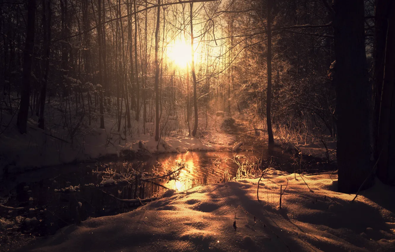 Photo wallpaper winter, forest, light