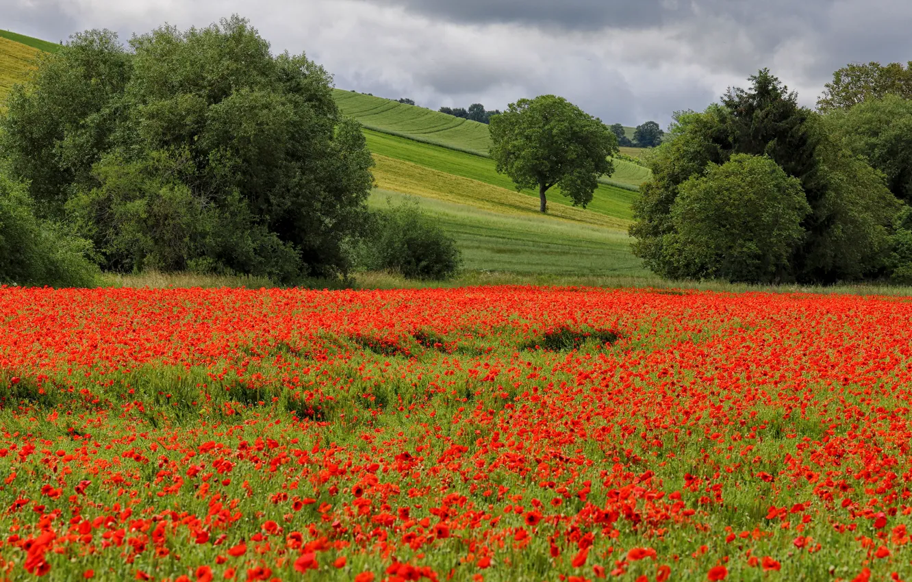 Photo wallpaper summer, trees, flowers, Maki, shrub, poppy field