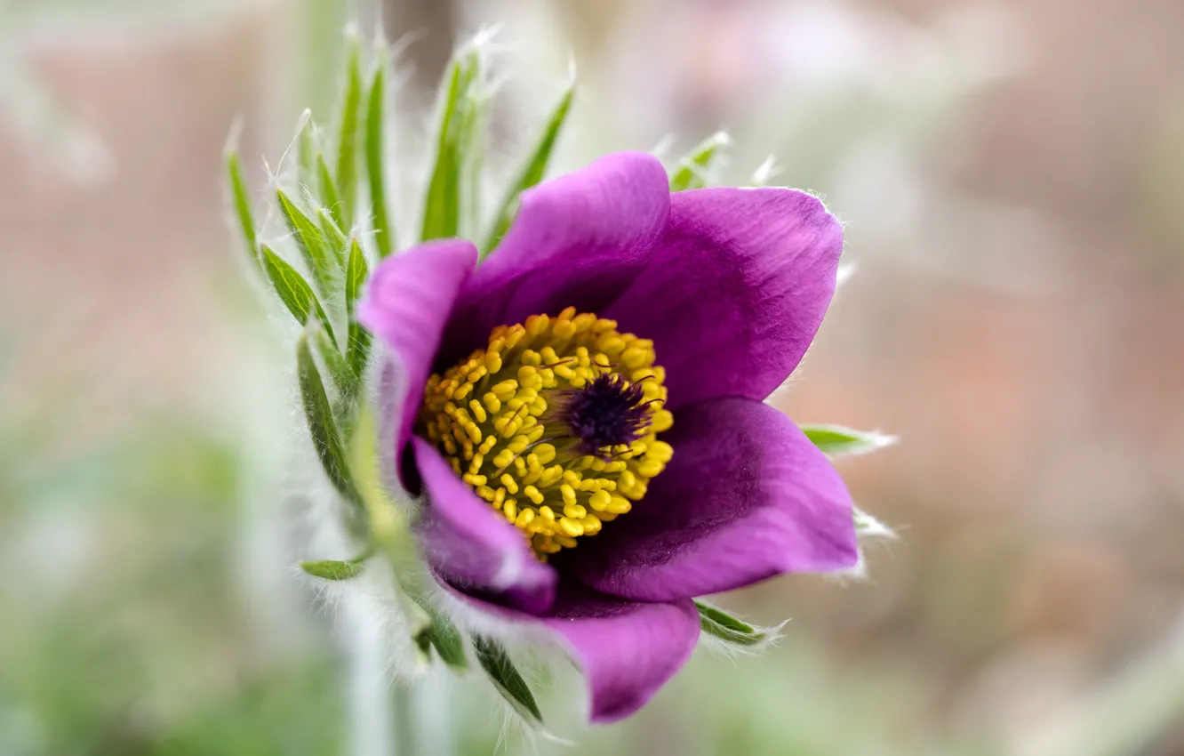 Photo wallpaper macro, sleep-grass, cross