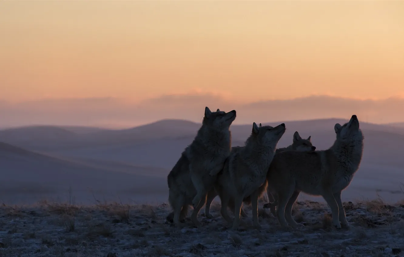 Photo wallpaper fantasy, nature, art, snow, predator, face, animal, wolf