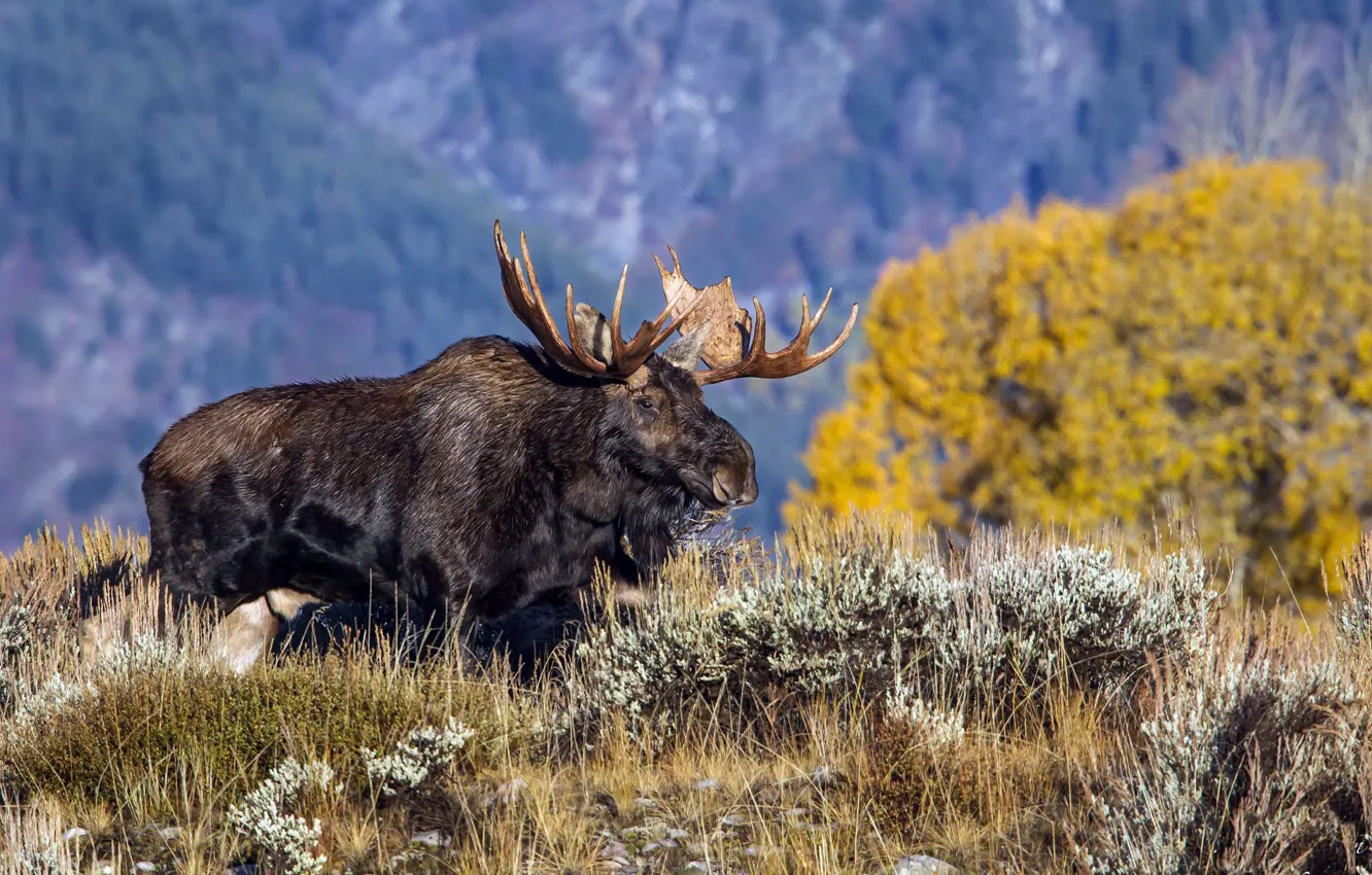Photo wallpaper Wyoming, Grand Teton National Park, North American Moose