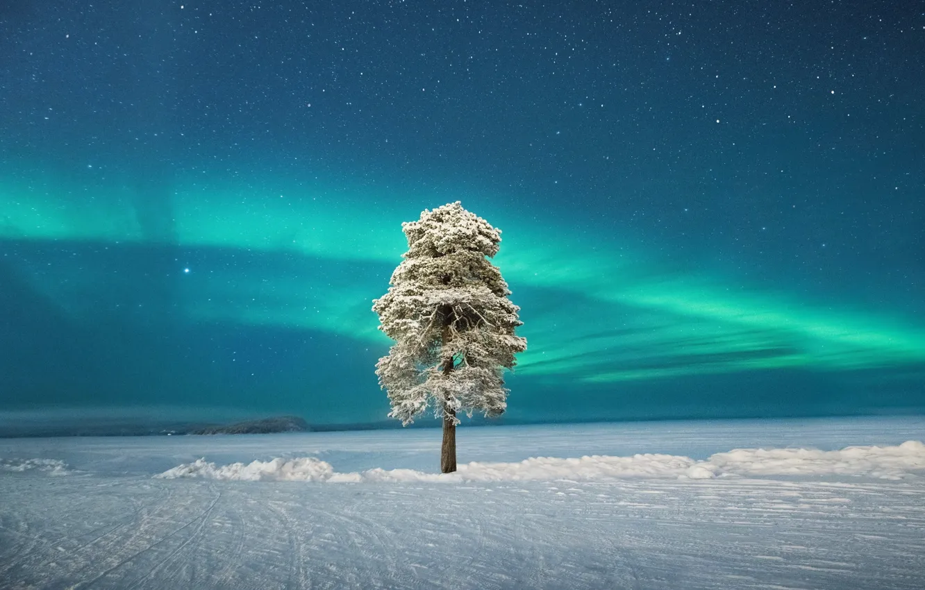 Photo wallpaper lonely tree, Aurora, Finland, Finland, polar lights, Scandinavia, Lapland, Lapland